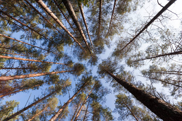 istock autumn nature and its influence on nature 1301184950