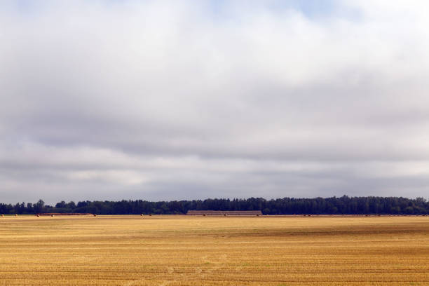 istock an agricultural field 1301185058