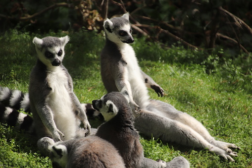 Four lemurs. Two are sitting up with outstretched legs