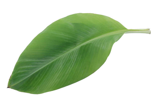 istock Banana leaf isolated on white background 1301189852