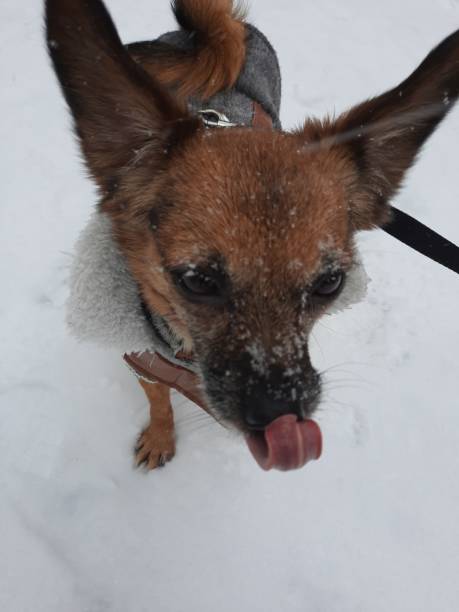 istock Dog in the snow 1301190273