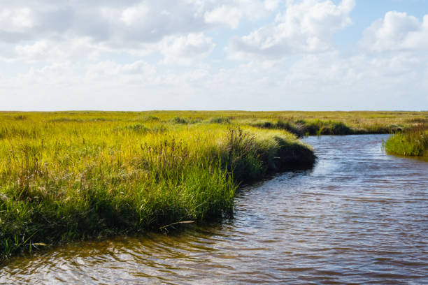 istock Tideway North Sea Coast St. peter-Ording 1301191536