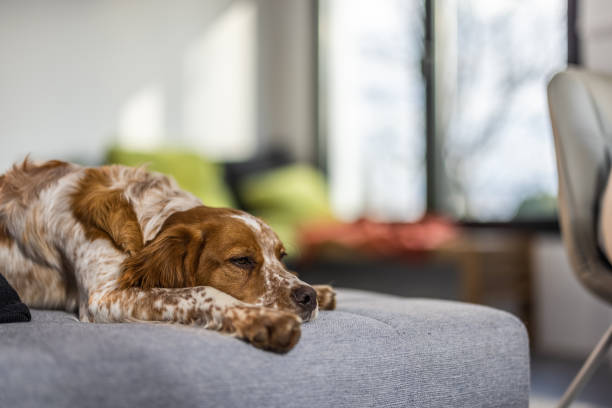 Cute tired dog lying on sofa in living room and looking away