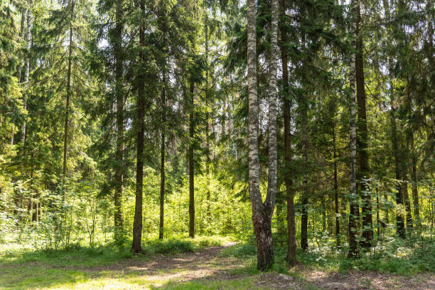 Mixed coniferous and Broad-leaved tree forest nature and warm spring period