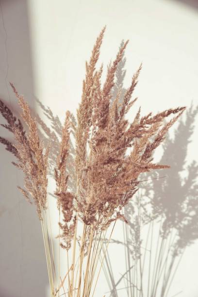 istock Nude composition for cozy home atmosphere 1301195229