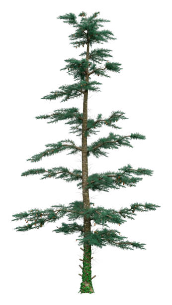 istock 3D illustration white fir tree on white 1301196117