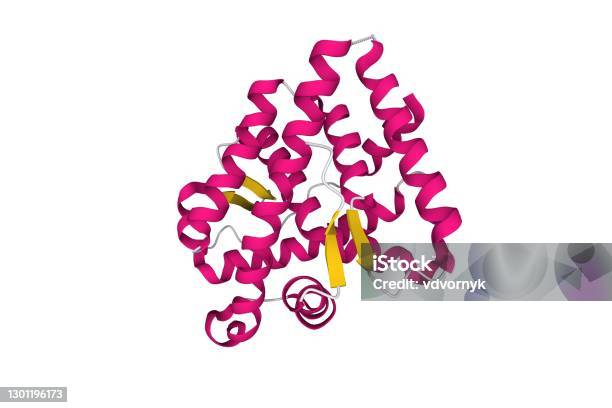 Structure Of The Human Androgen Receptor Stock Photo - Download Image Now - Receptor, Protein, Model - Object