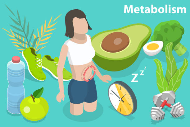 ilustraciones, imágenes clip art, dibujos animados e iconos de stock de ilustración conceptual de vector plano isométrico 3d del metabolismo del cuerpo humano. - snap