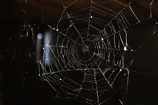 Spider web on dark blurred background. Closeup photo.