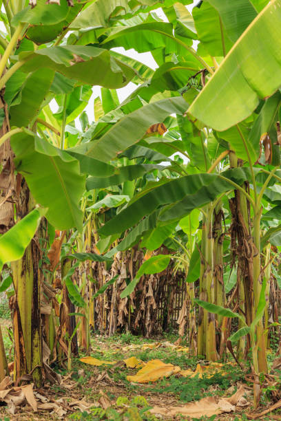 bananier avec un groupe de bananes croissantes - banana plantation green tree photos et images de collection