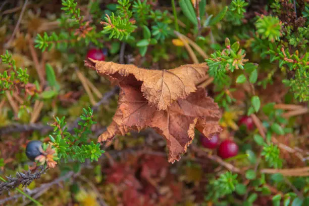 Closeup of dry brown leaf lying on the ground in swamp. Crowberry shrubs and cranberries under the leaf.