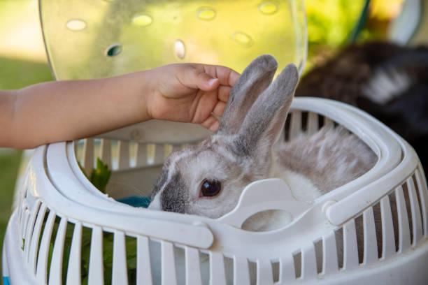 baby hand stroking a dwarf rabbit in a carrier stock photo