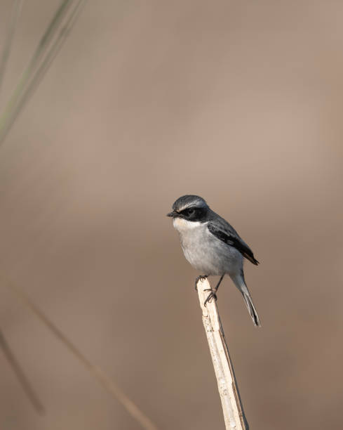 Saxicola Ferreus Grey Bushchat - Free photo on Pixabay