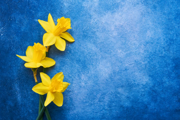istock Three yellow narcissus flowers on a blue background. Flat lay, copy space 1301199981