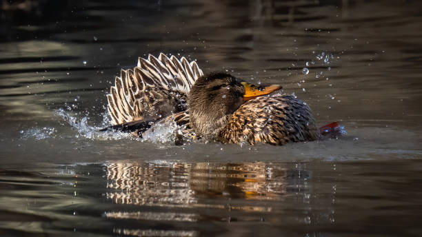 istock Mallard duck on the lake 1301200968