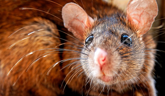 Portrait of an alert captive mouse with shallow depth of field.