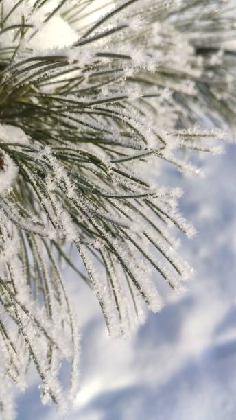 istock Cedar branch in the snow. 1301201482