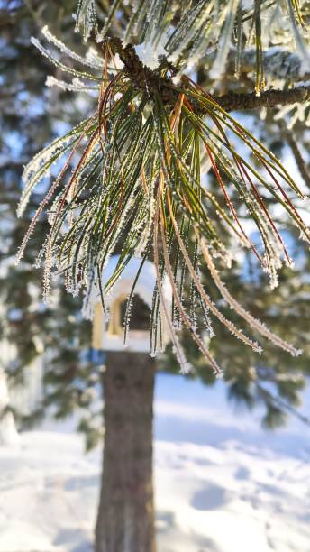 istock Cedar branch in the snow. 1301201506
