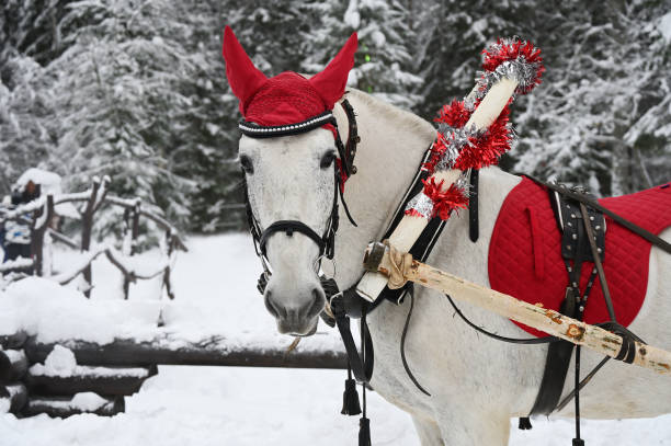 istock White horse with a festive red cap 1301201578
