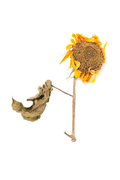istock Herbarium sunflower with dry pressed plants on white 1301201775