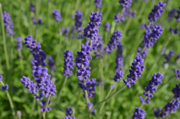 フランス南部の晴れた夏の日に多くの小さな青いラベンダーの花、ソフトフォーカスで撮影された美しい屋外の花の背景 - lavender dried plant lavender coloured bunch ストックフォトと画像