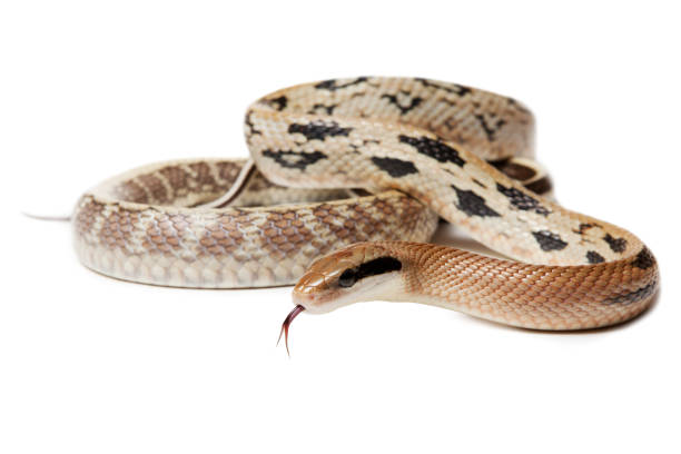 istock Elaphe taeniura snake isolated on white background 1301202000