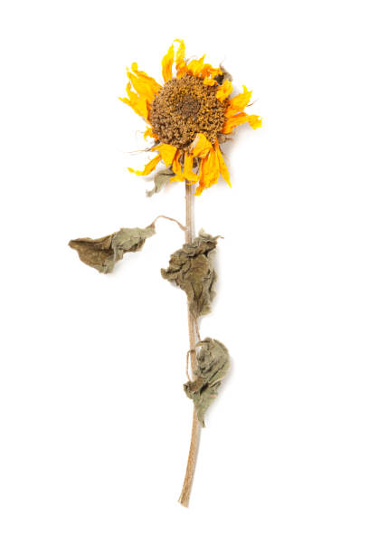 istock Herbarium sunflower with dry pressed plants on white 1301202551