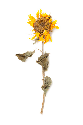 Herbarium sunflower with dry pressed plants on white background.