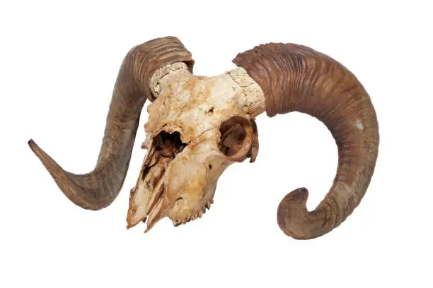 Photo of Ram skull isolated on the white background