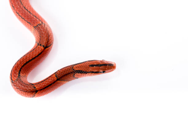 Red bamboo snake. Beautiful red bamboo snake isolated on white. Studio lights. elaphe guttata guttata stock pictures, royalty-free photos & images