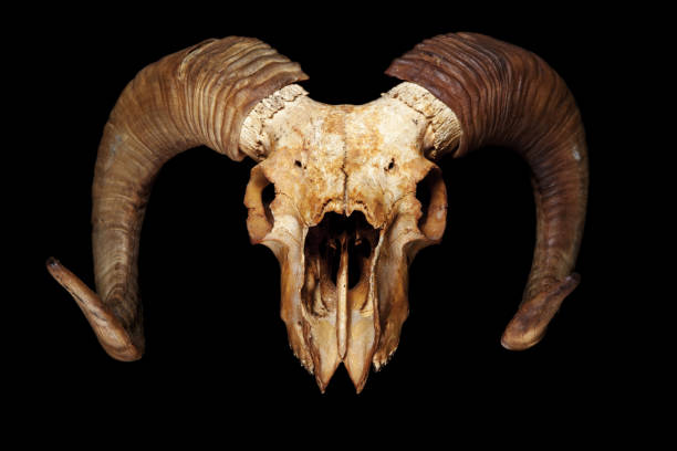 istock Ram skull isolated on the black background 1301202773