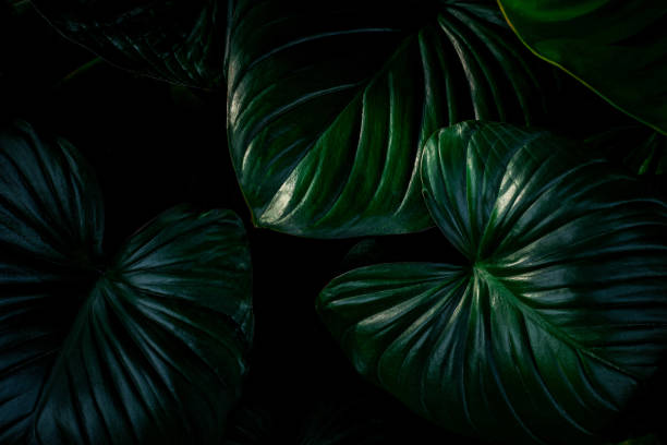 istock closeup nature view of green leaf background 1301203469