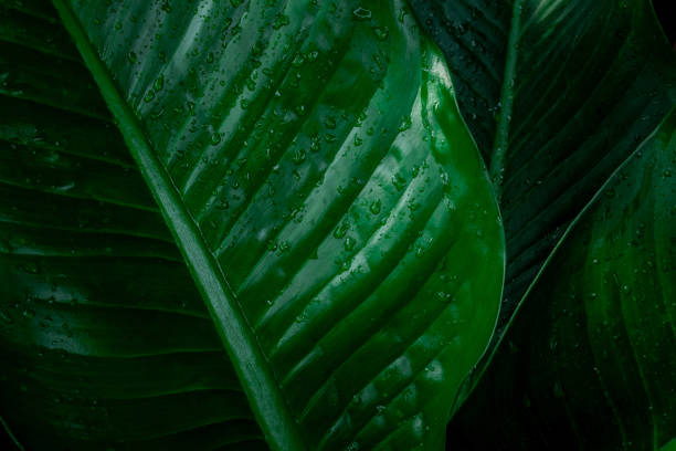 istock closeup nature view of green leaf background 1301203471
