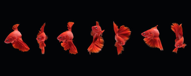 Photo collage of super red halfmoon type of betta splendens siamese fighting fish isolated on black color background Photo collage of super red halfmoon type of betta splendens siamese fighting fish isolated on black color background. Image photo white halfmoon betta splendens fish stock pictures, royalty-free photos & images