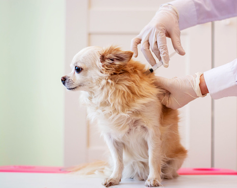 The veterinarian examines the dog. Chihuahua dog at the veterinarian. Animal clinic. Inspection of pets and vaccination. Medical care for dogs