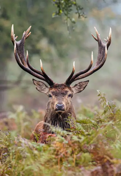 Face to face with a Red Deer stag in the bracken woodlands in autumn
