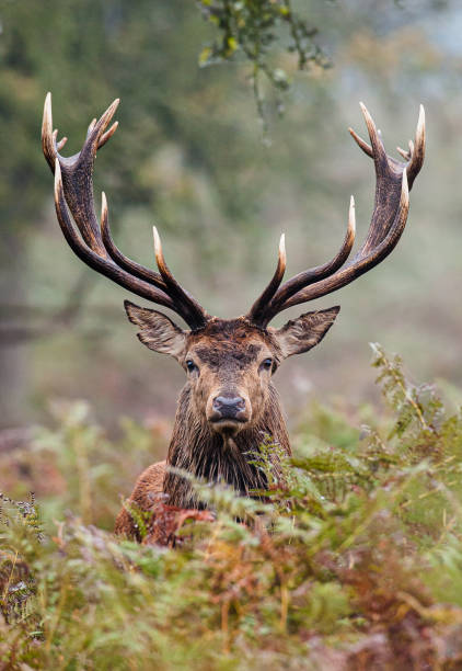 красный олень олень глядя через осень bracken в сельской местности - forest deer stag male animal стоковые фото и изображения