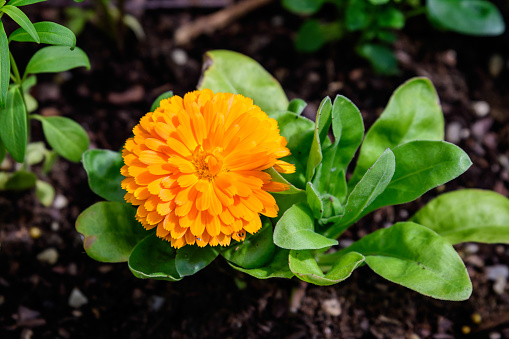 One vivid yellow orange flower of Calendula officinalis plant, known as pot marigold, ruddles, common or Scotch marigold in a sunny summer garden, textured floral background