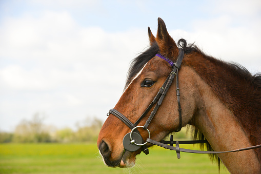 Close-up of a horseback under a brown leather racing saddle