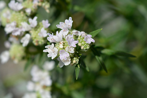Virginia mountain mint flower - Latin name - Pycnanthemum virginianum