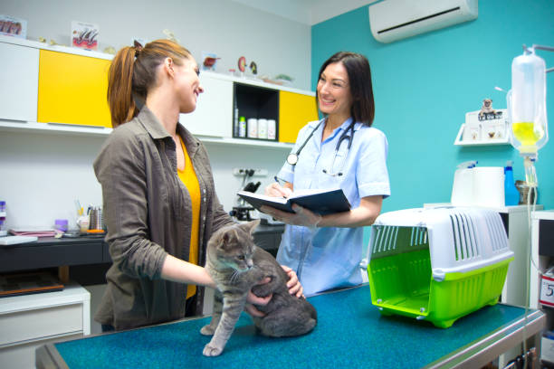istock Vet examining beautiful gray cat 1301208161