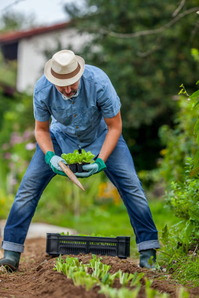 istock Farmer Planting Lettuce Saplings 1301208418
