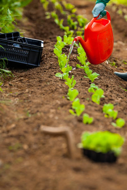 istock Farmer Watering Freshly Planted Lettuce Saplings in Vegetable Garden 1301208436