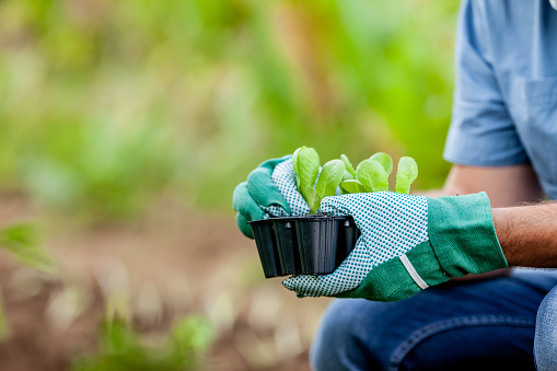 Close-up of Farmer Holding Lettuce Saplings in Small Pots Outdoors.