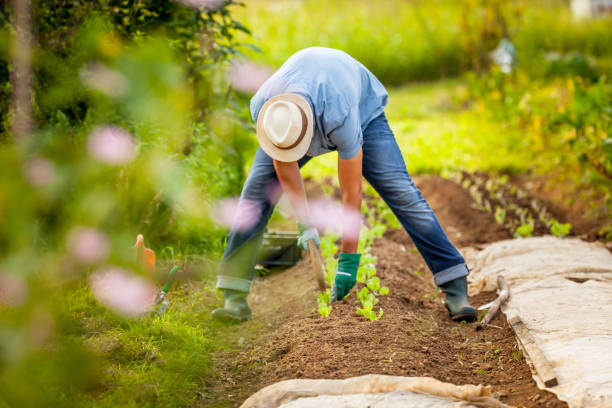 istock Farmer Working in His Vegetable Garden 1301208441