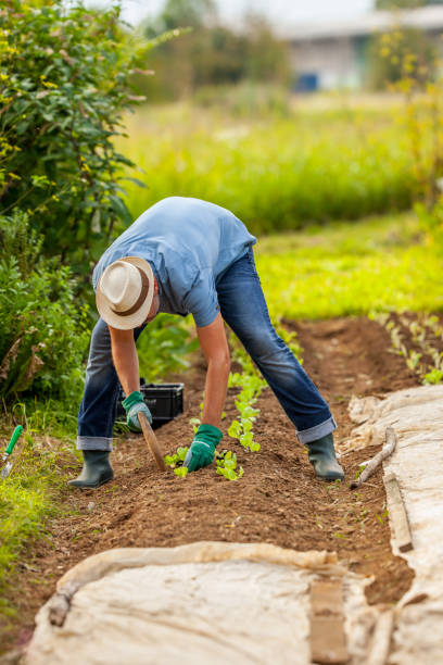 istock Farmer Planting Vegetables in His Garden 1301208446