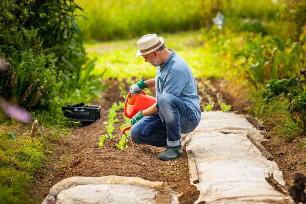 istock Mature Farmer Watering  Vegetables in His Garden 1301208454