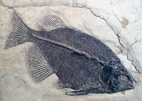 Fish fossil. Prehistoric fish in stone rock