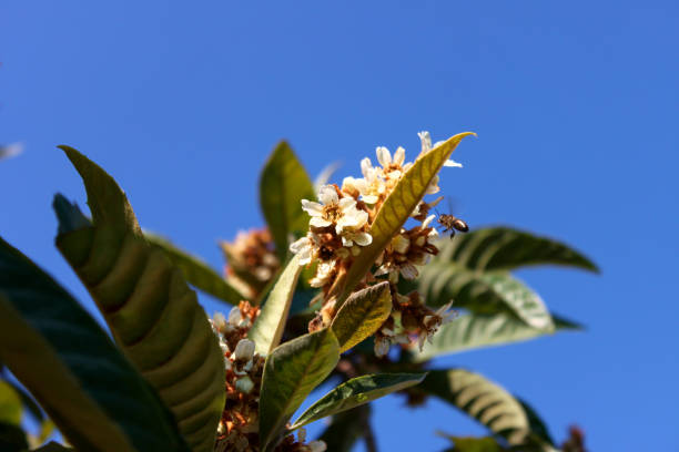Flowering Japanese medlar (lat. Eriobotrya japonica) against a bright sky