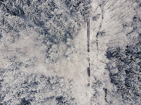 Aerial top down shot directly above of road going through forest in winter with snow and pine trees